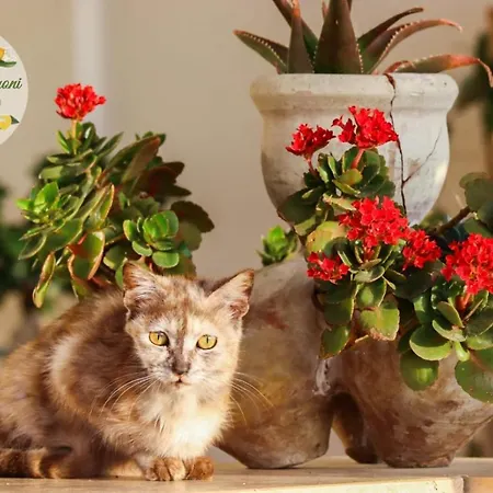 公寓 Zagare E Limoni