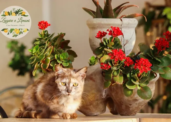 公寓 Zagare E Limoni