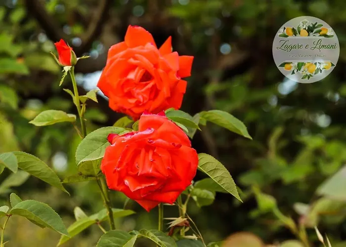 Zagare E Limoni Appartement Ostuni