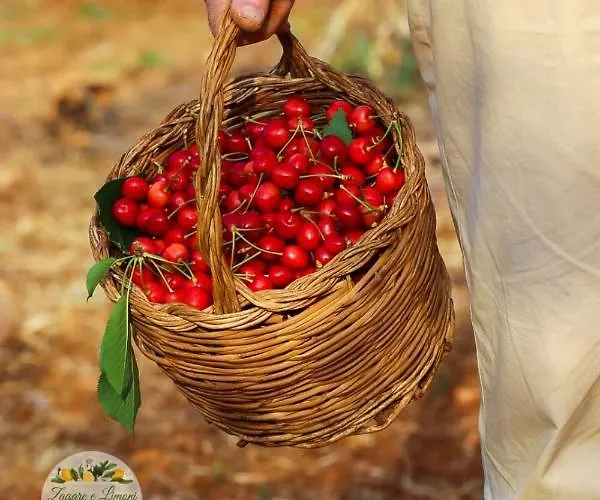 Zagare E Limoni 公寓